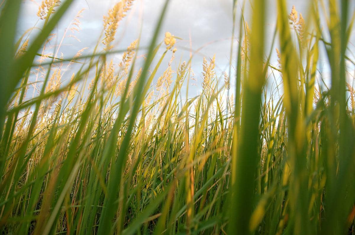 Kenapa Rumput Punya Bau yang Khas? Begini Penjelasannya!