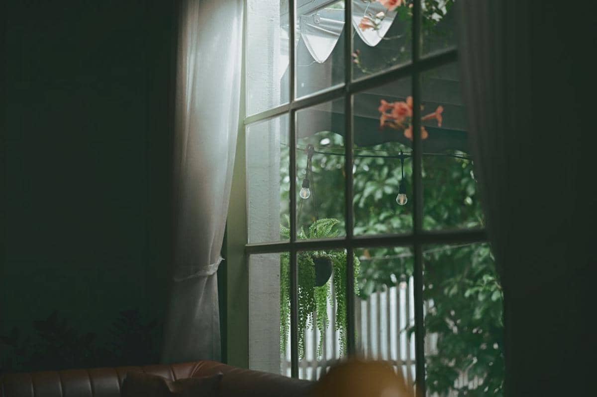 tanaman di balik jendela