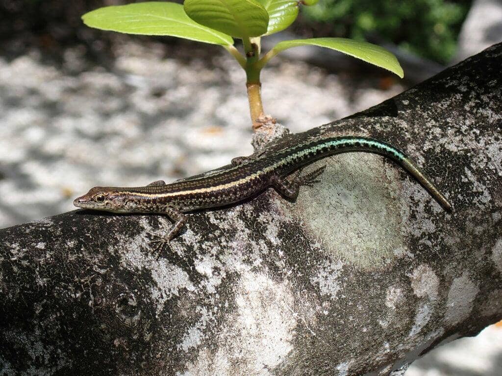 Christmas Island Blue-tailed Skink 