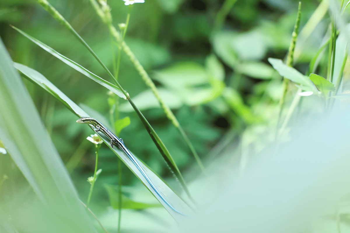 Christmas Island Blue-tailed Skink 