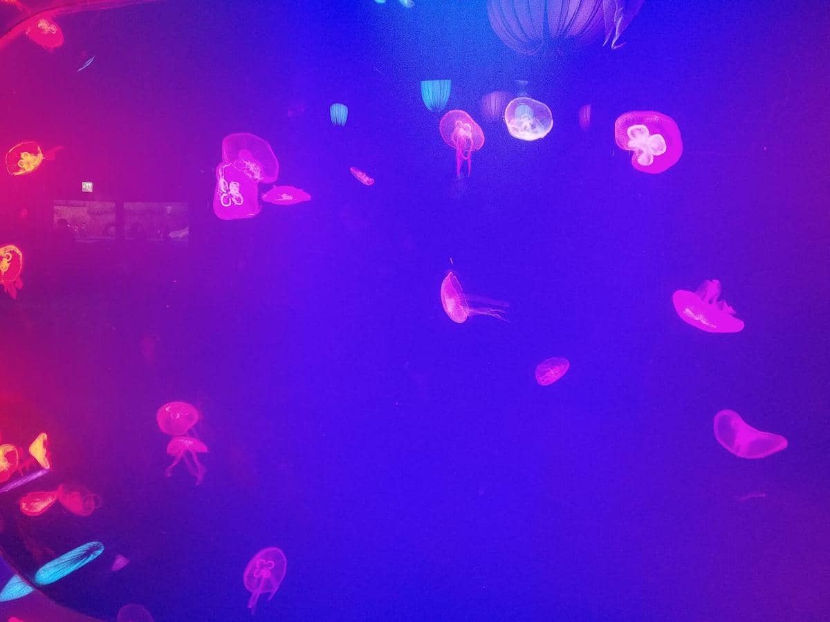 potret COEX Aquarium