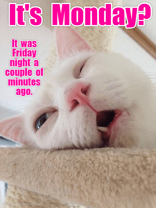 meme kucing tentang Senin