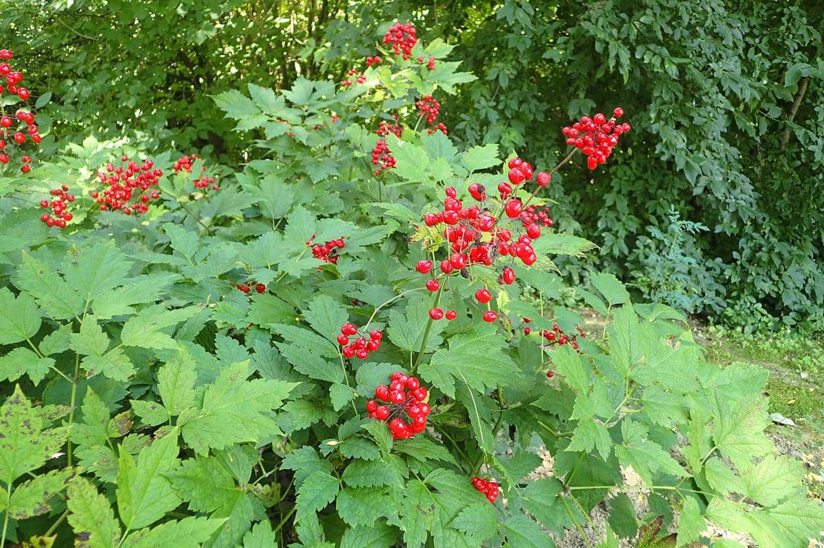 Red Baneberry