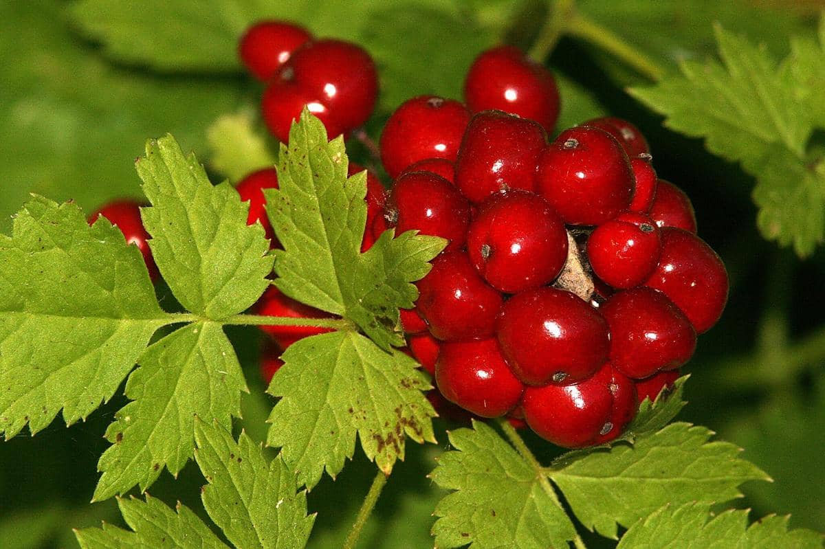 Red Baneberry