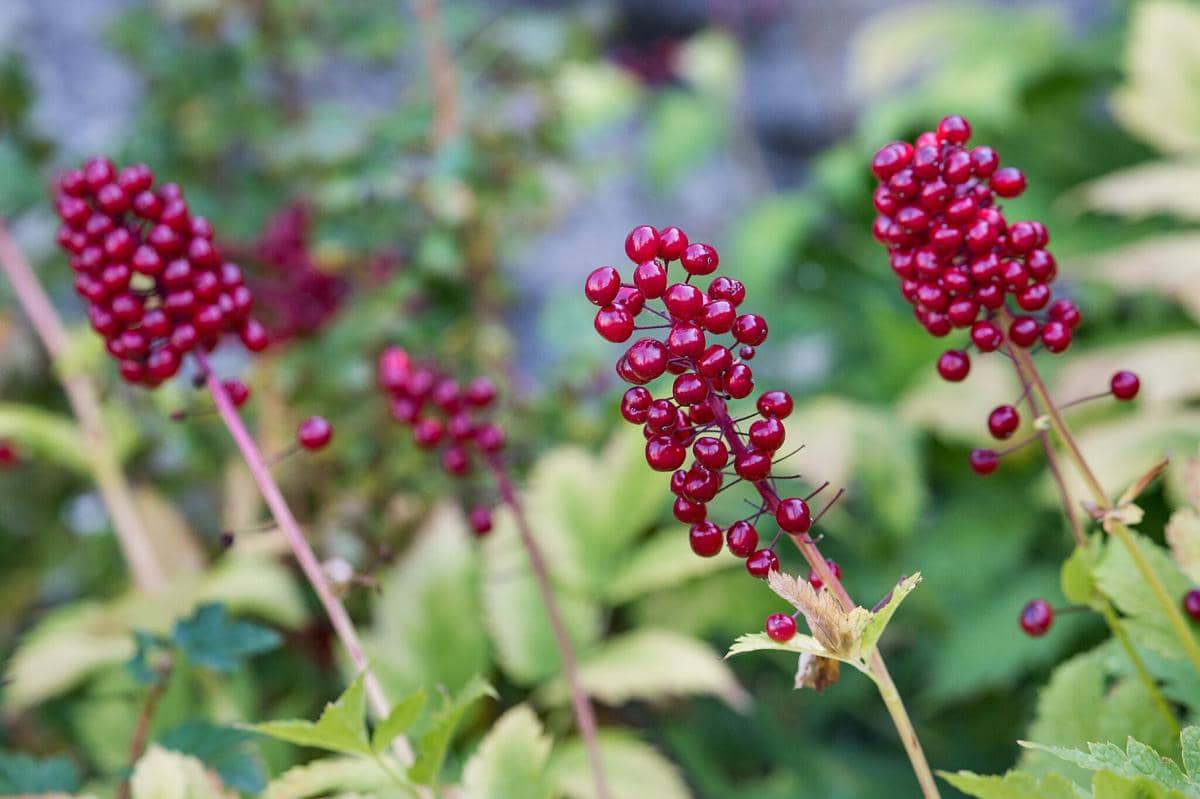 Red Baneberry