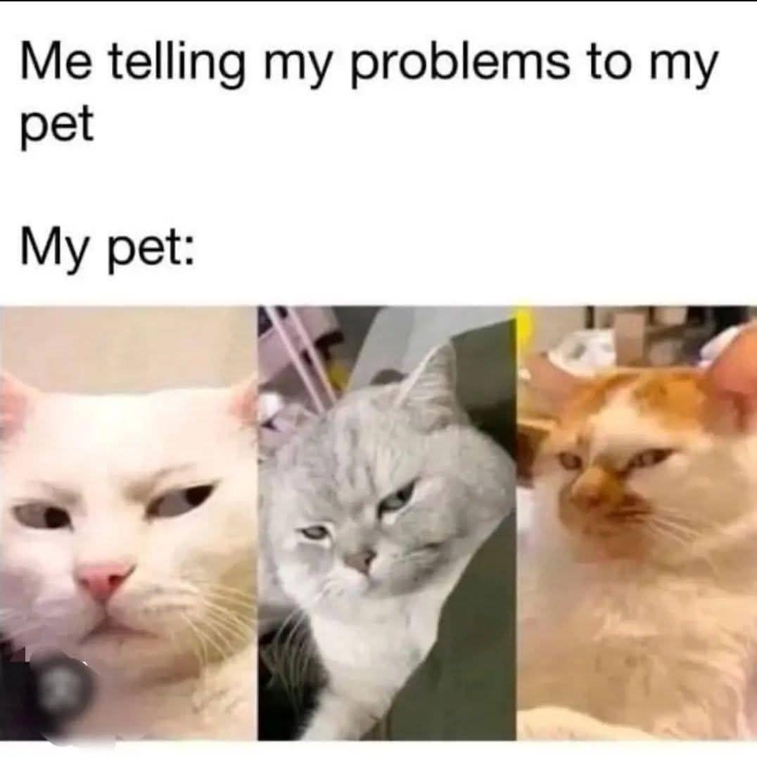 meme kucing tentang masalah