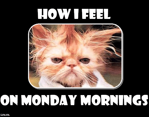 meme kucing tentang Senin
