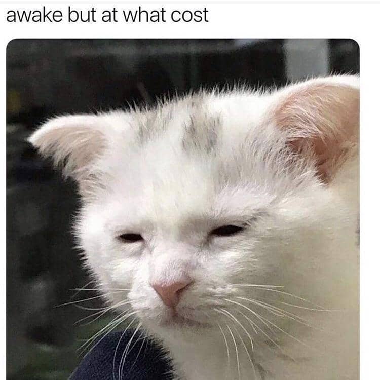 meme kucing tentang Senin