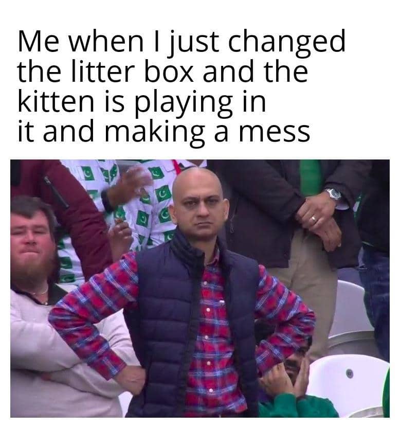 meme kucing tentang masalah