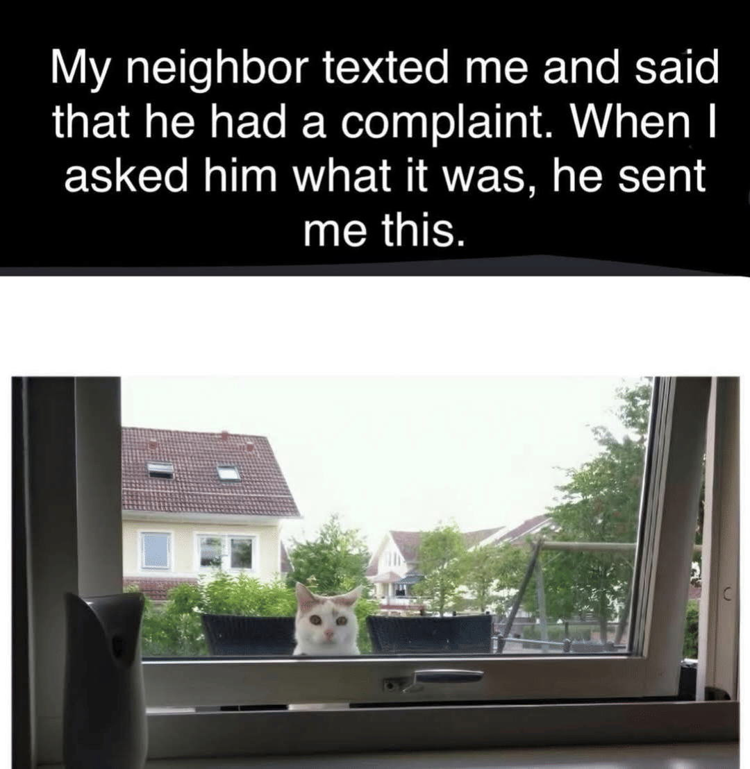 meme kucing tentang masalah