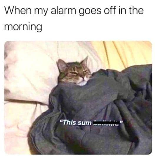 meme kucing tentang Senin