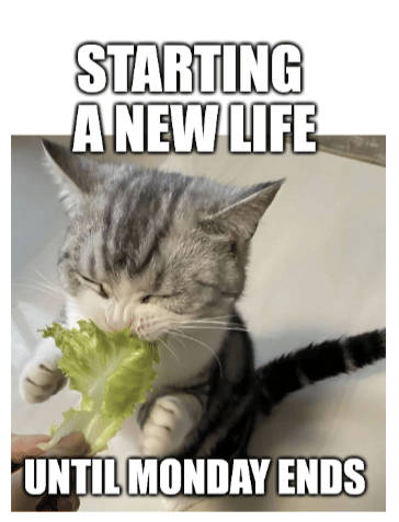 meme kucing tentang Senin