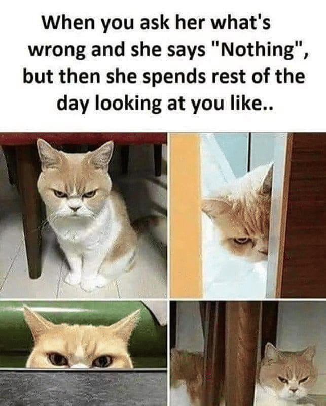 meme kucing tentang masalah