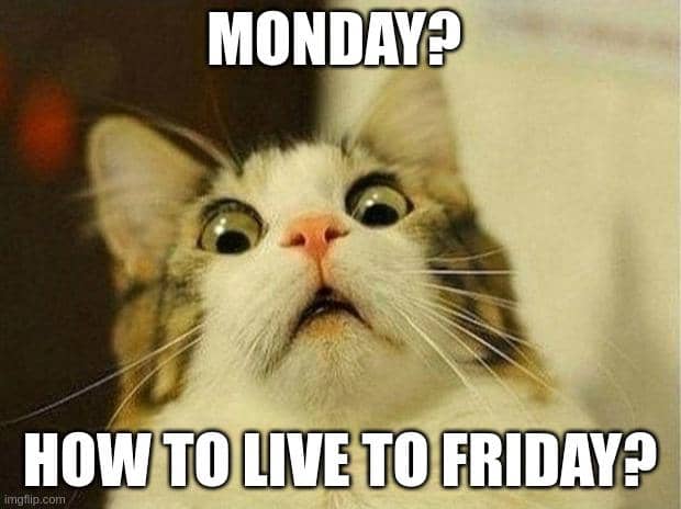 meme kucing tentang Senin