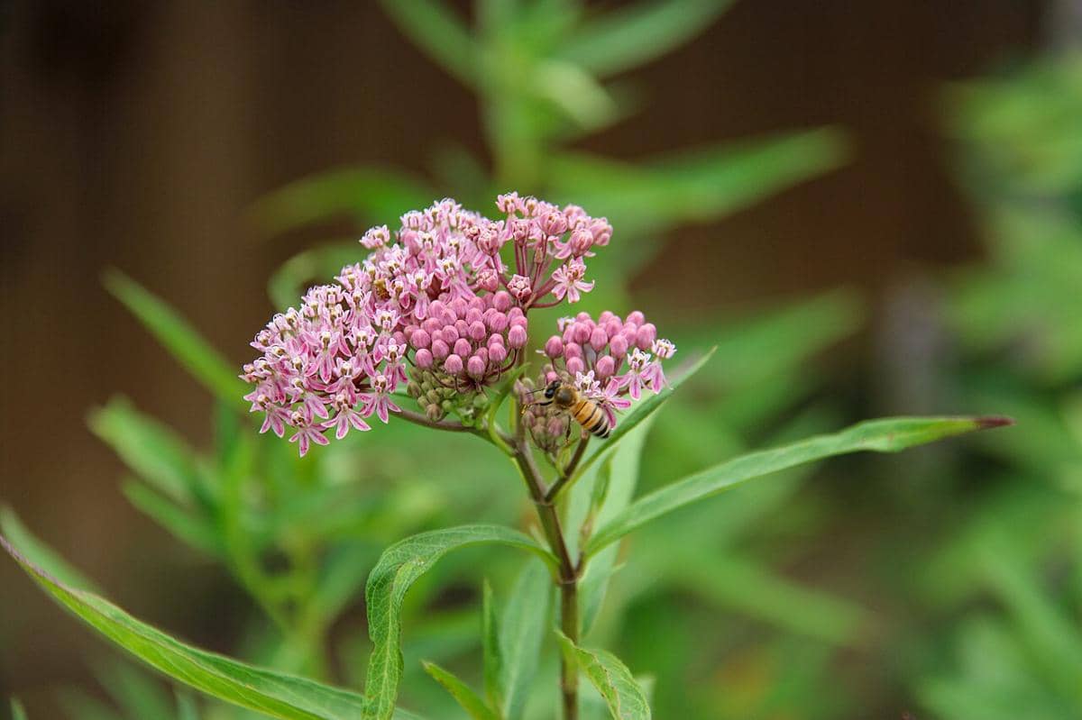 milkweed