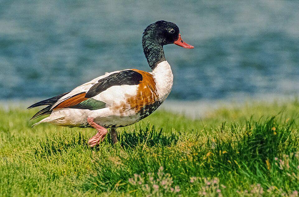 Bebek Tadorna tadorna