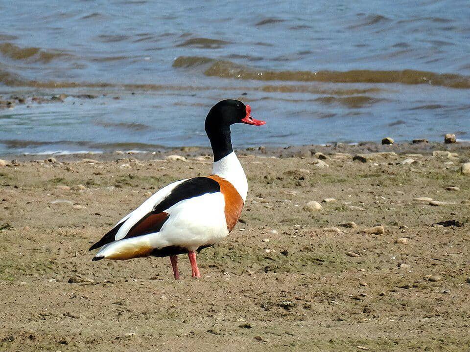 Bebek Tadorna tadorna