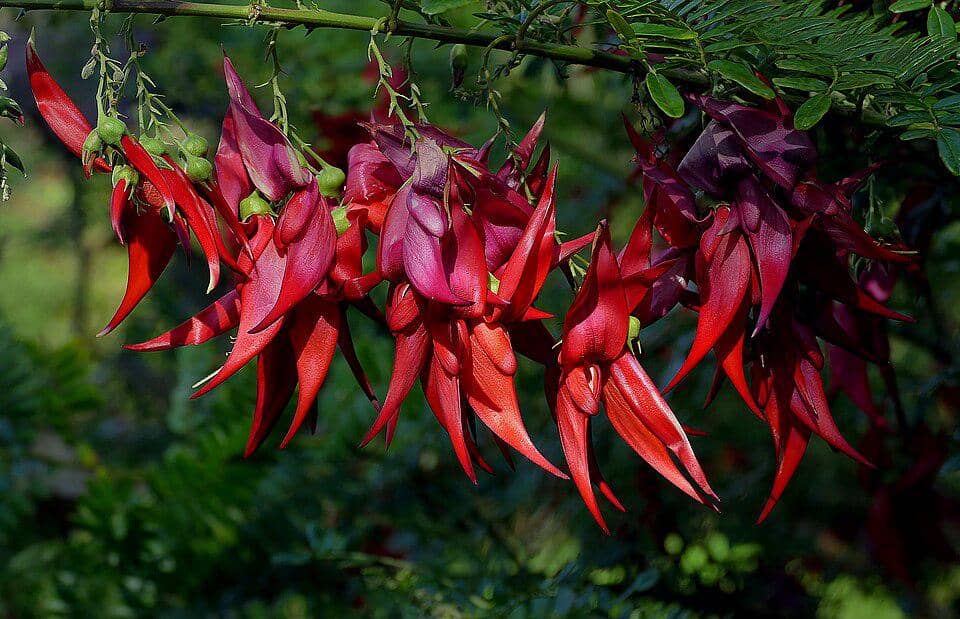 Bunga Clianthus puniceus