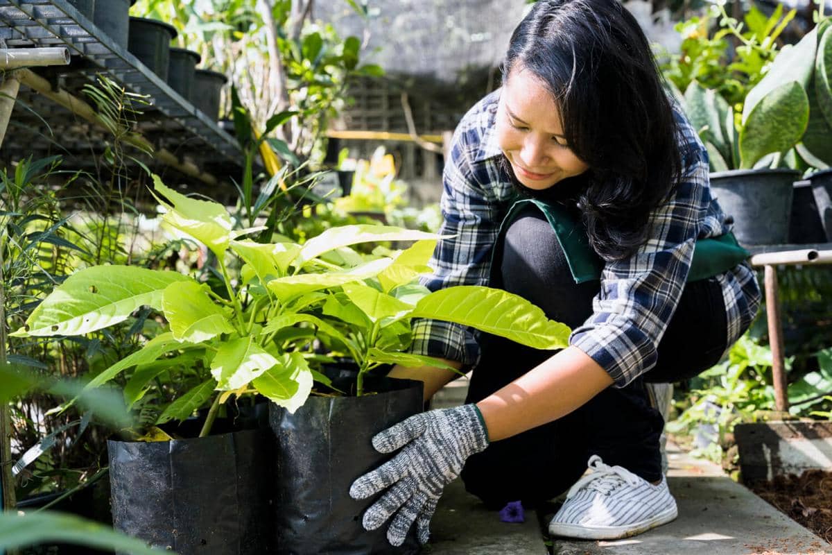 ilustrasi berkebun