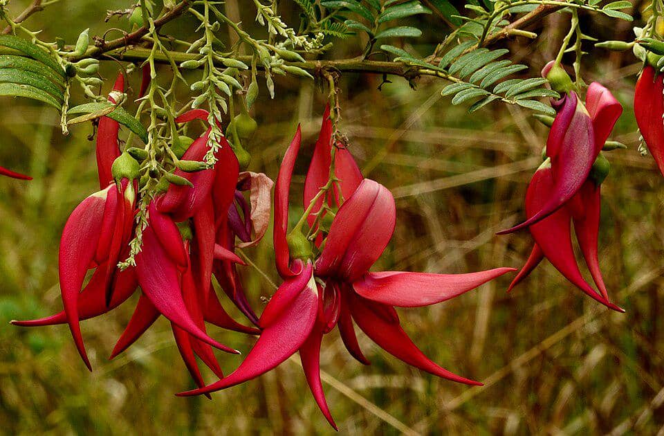 Bunga Clianthus puniceus