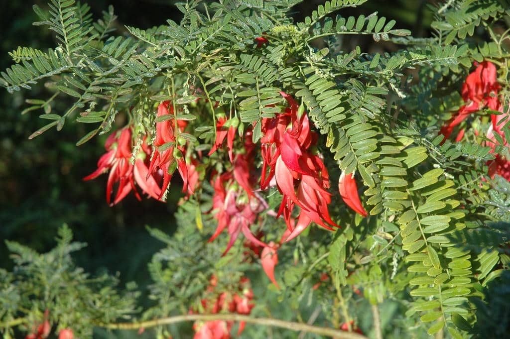 Bunga Clianthus puniceus