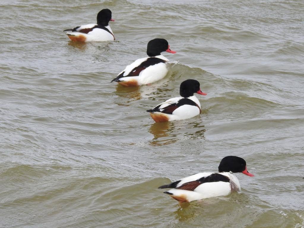 Bebek Tadorna tadorna