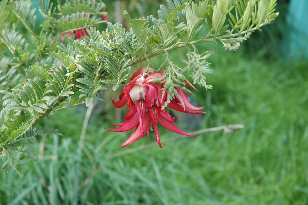 Bunga Clianthus puniceus