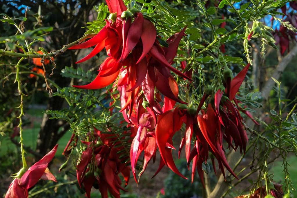 Bunga Clianthus puniceus