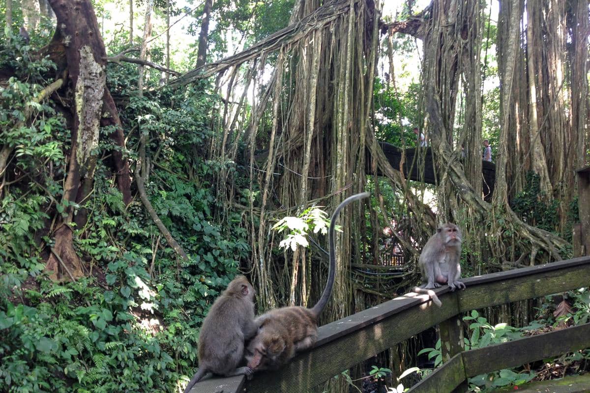 Monkey Forest Ubud (dok.pribadi/Natalia Indah)