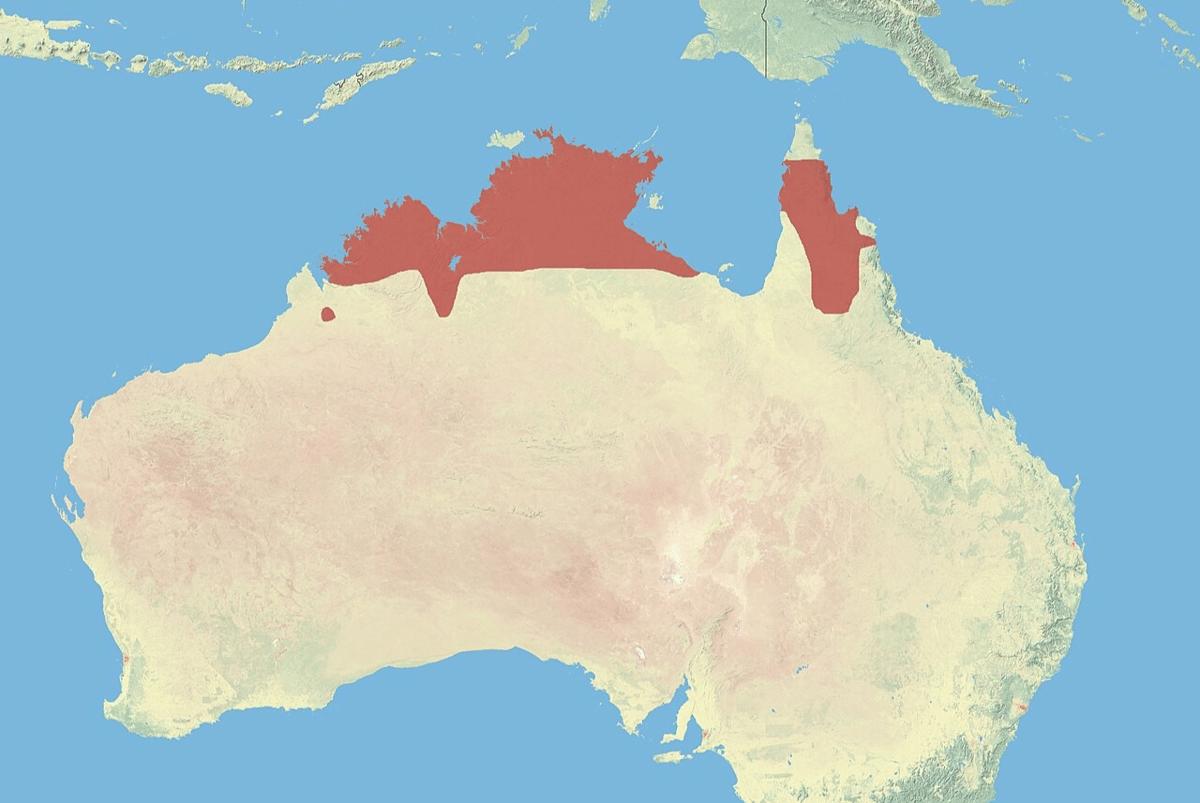 wikayah penyebaran kanguru antilopine