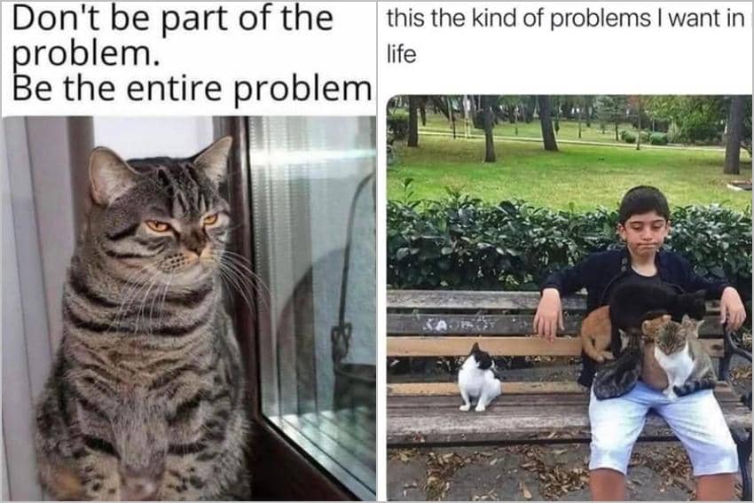 kolase meme kucing tentang masalah
