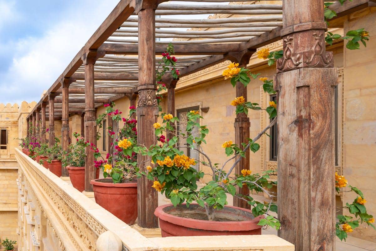 ilustrasi pohon Bougainvillea yang berduri bisa berbahaya bagi orang rumah 