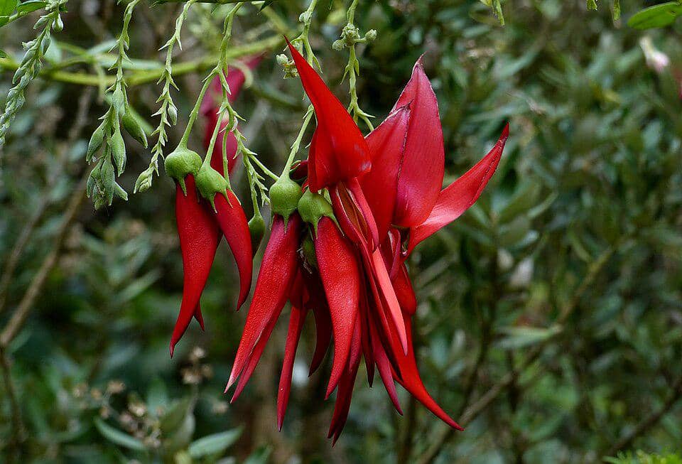 Bunga Clianthus puniceus