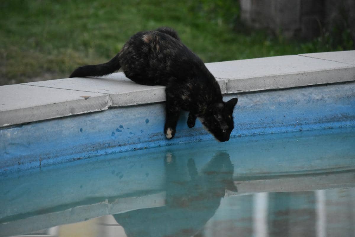 Apakah Kucing Bisa Berenang? Berikut Fakta Ilmiahnya!