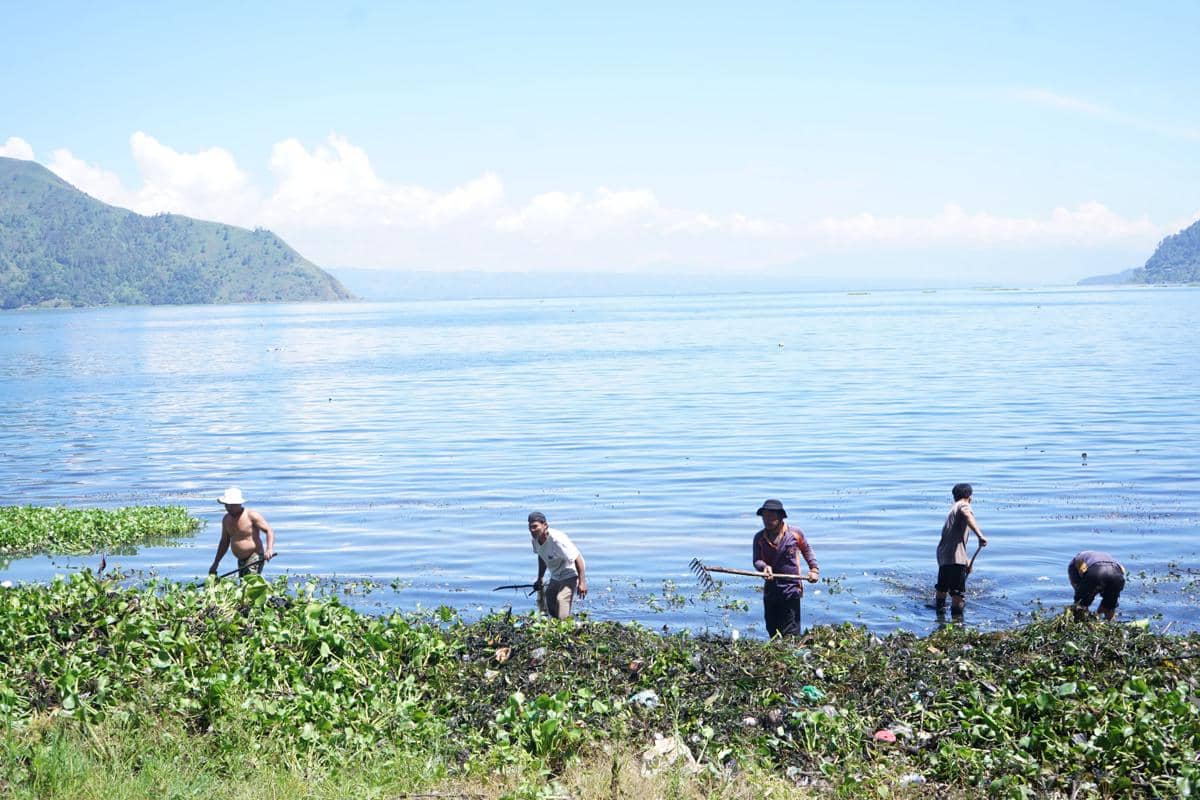 Aksi bersihkan encen gondok di Danau Toba (dok.Gerindra Humbahas)