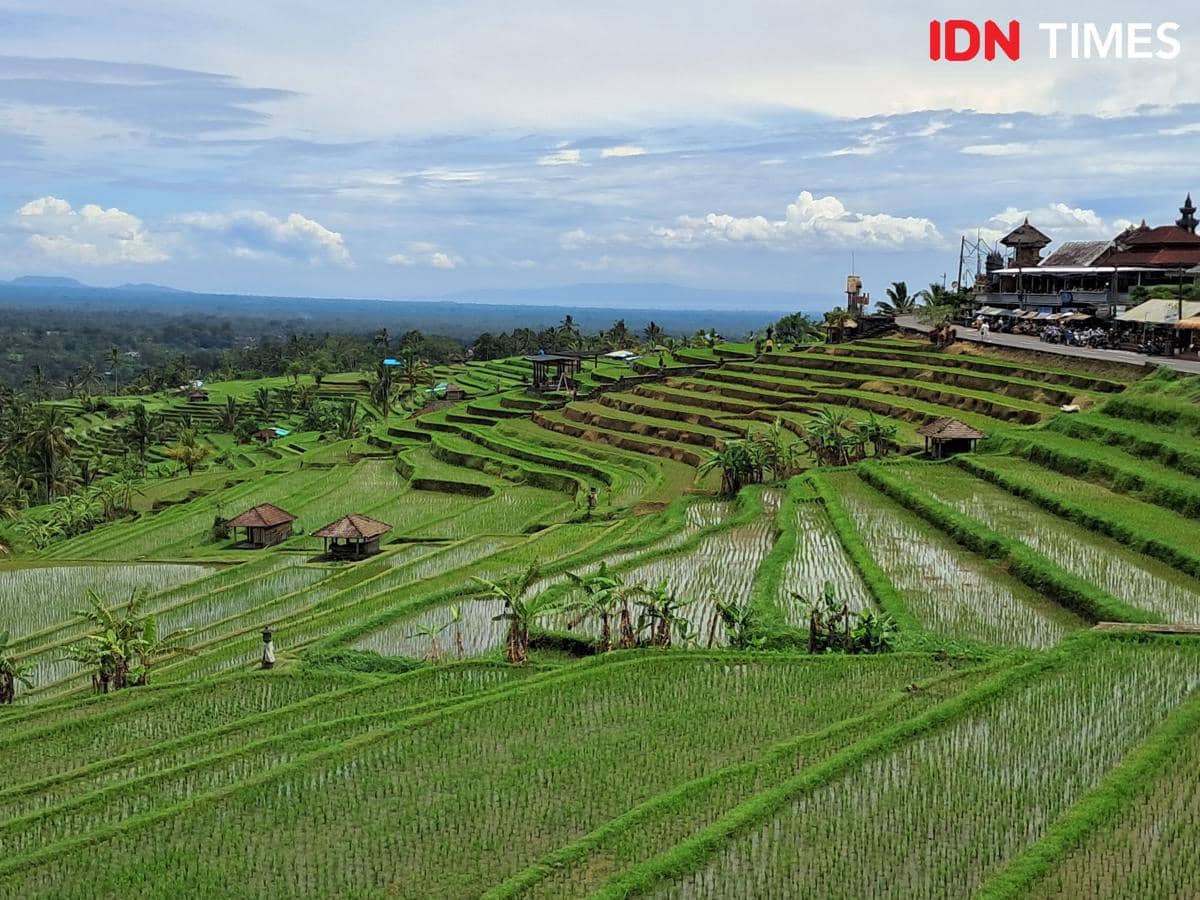 Bali Tourism Run, DTW Jatiluwih Ingatkan Peserta Tak Rusak Sawah