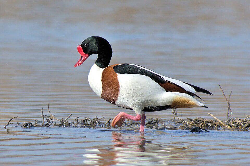 Bebek Tadorna tadorna