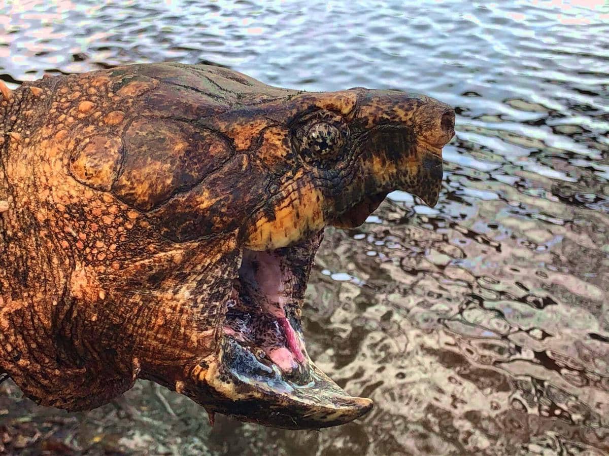 Potret aligator snapping turtle