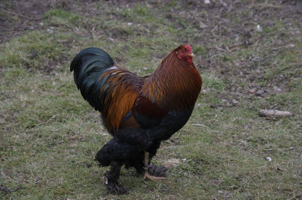 Ayam Brahma 