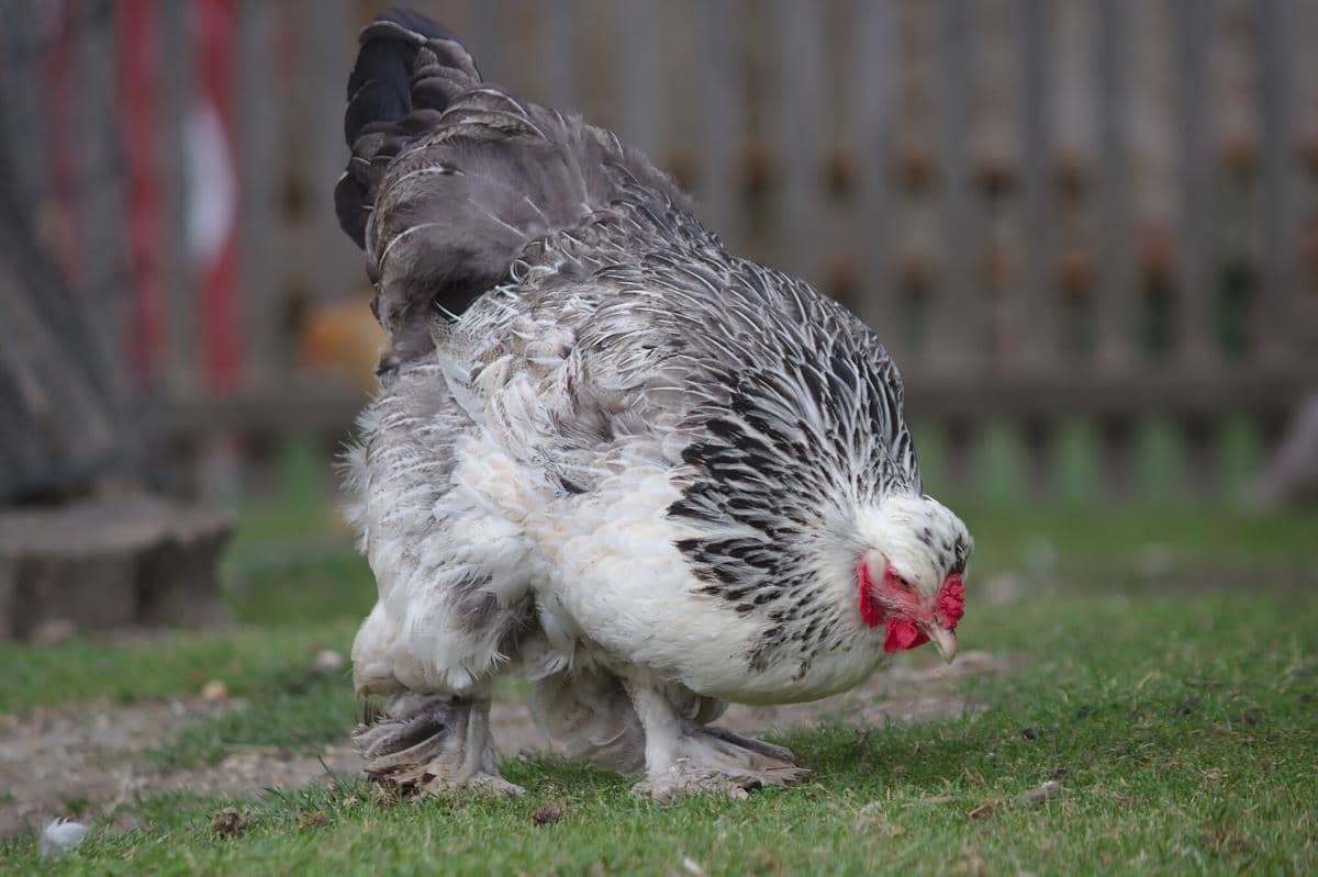 5 Fakta Ayam Brahma, Pernah Merajai Industri Daging di AS