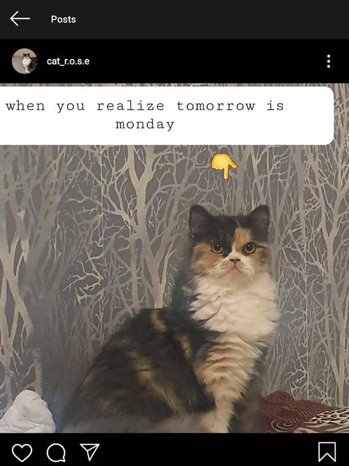 meme kucing tentang Minggu