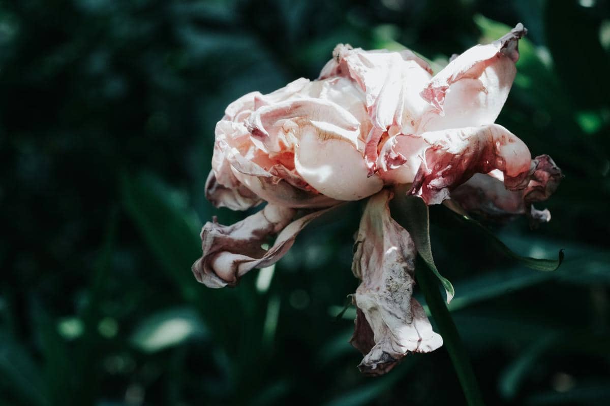 [PUISI] Melanggar Batas di Garis Fana