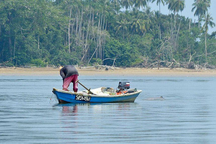 Pesut mahakam mendekati perahu nelayan di Batang Salak, Malaysia.