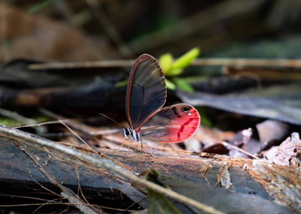 Kupu-Kupu Cithaerias pireta