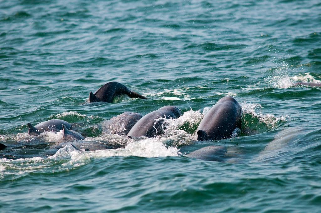 sekelompok pesut mahakam berenang bersama