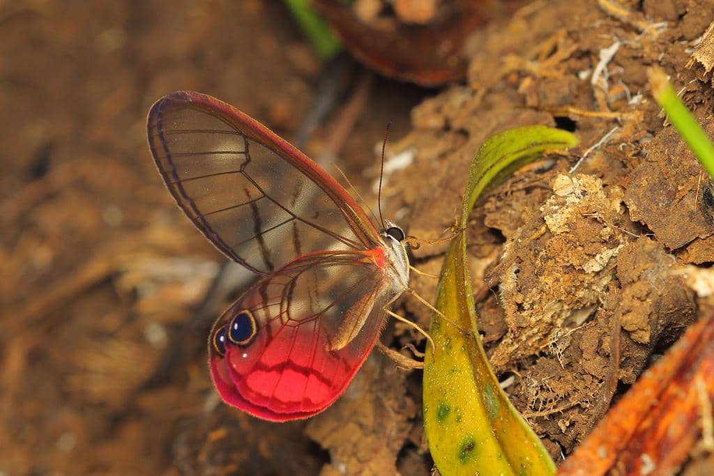 Kupu-Kupu Cithaerias pireta