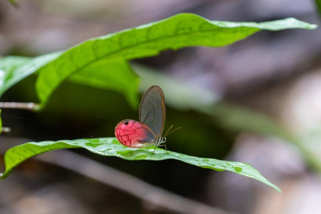 Kupu-Kupu Cithaerias pireta