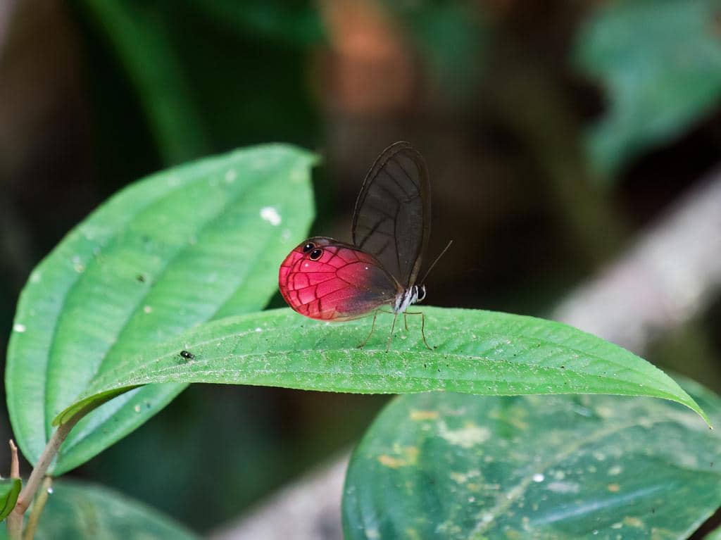 Kupu-Kupu Cithaerias pireta