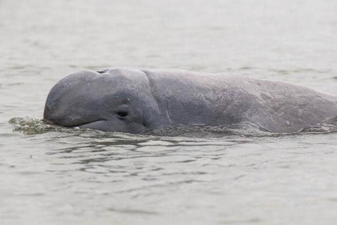 pesut mahakam berenang