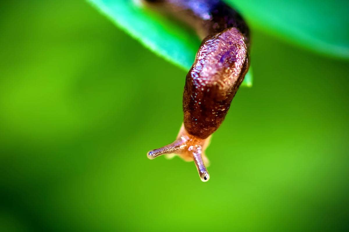 Moluska tanpa cangkang.